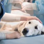 Campaña ‘Chócale la Patita’ esteriliza a perros y gatos callejeros