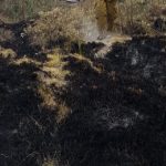 Incendio forestal en San Bartolomé de Pinllo