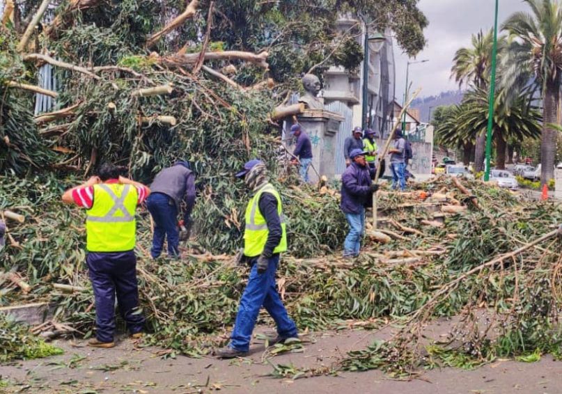 Emergencia por caída de árbol de eucalipto fue atendida