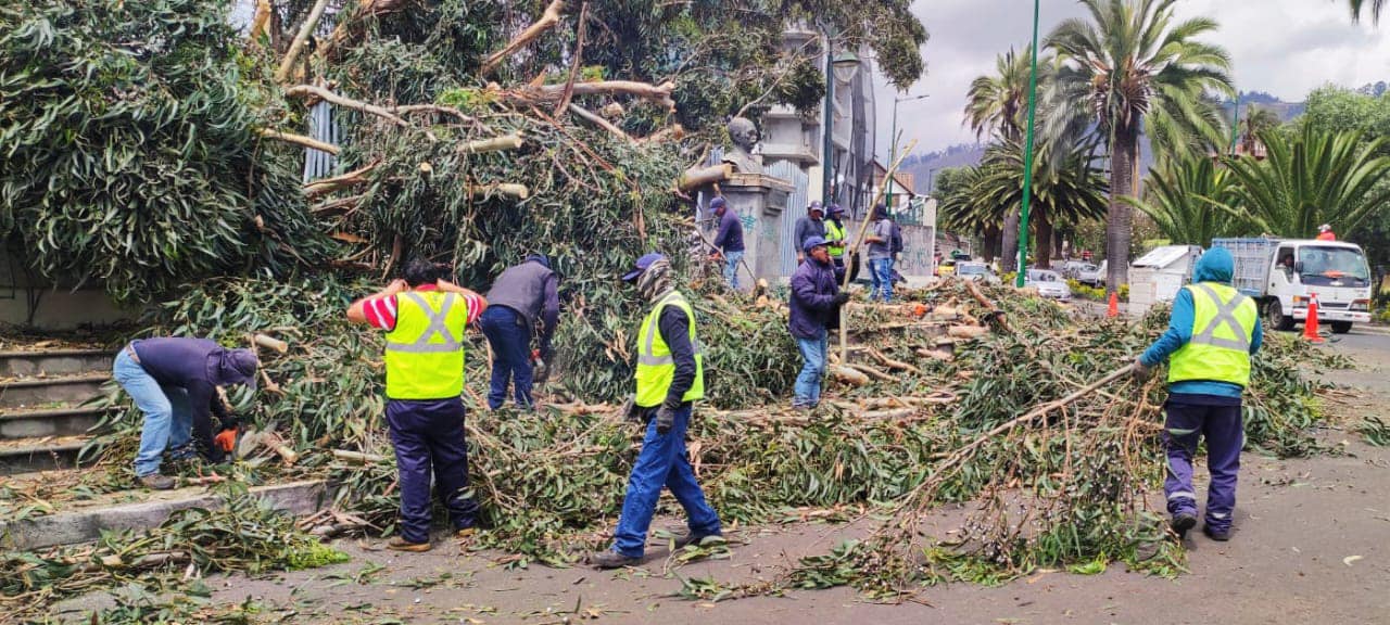 Emergencia por caída de árbol de eucalipto fue atendida