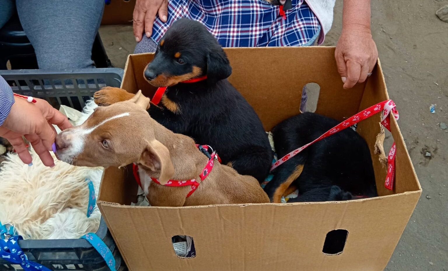 Parvovirus y coronavirus no detienen la venta ilegal de perros y gatos