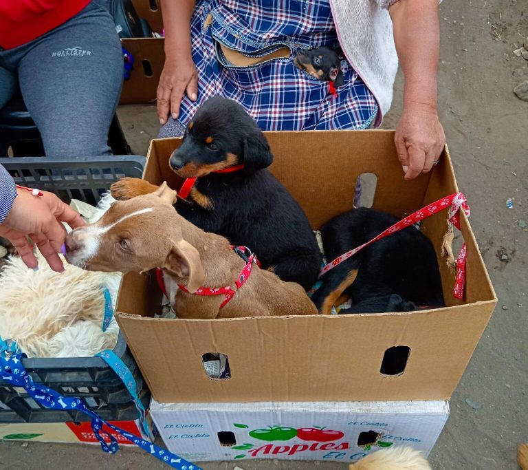 Parvovirus y coronavirus no detienen la venta ilegal de perros y gatos