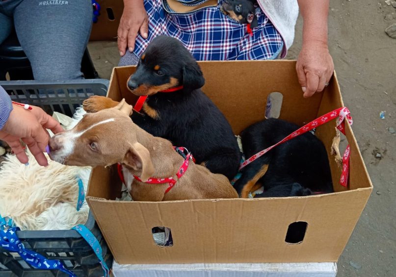 Parvovirus y coronavirus no detienen la venta ilegal de perros y gatos
