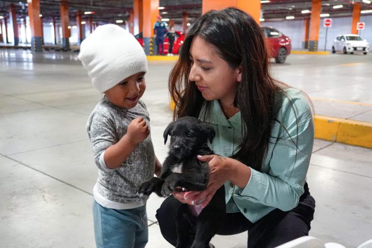 Bienestar animal: política de responsabilidad municipal