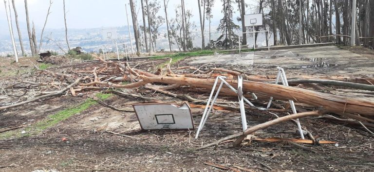 Tala responsable para mantener seguridad y equilibrio ambiental