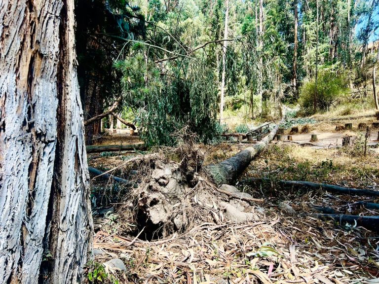 Ambato prioriza seguridad y biodiversidad en su arbolado urbano