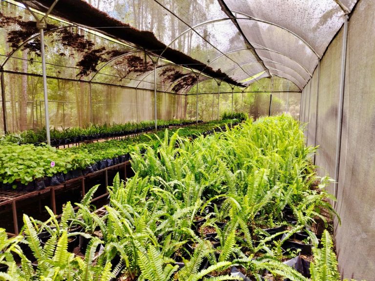 Ambato más verde, cifras que destacan la gestión ambiental 2024