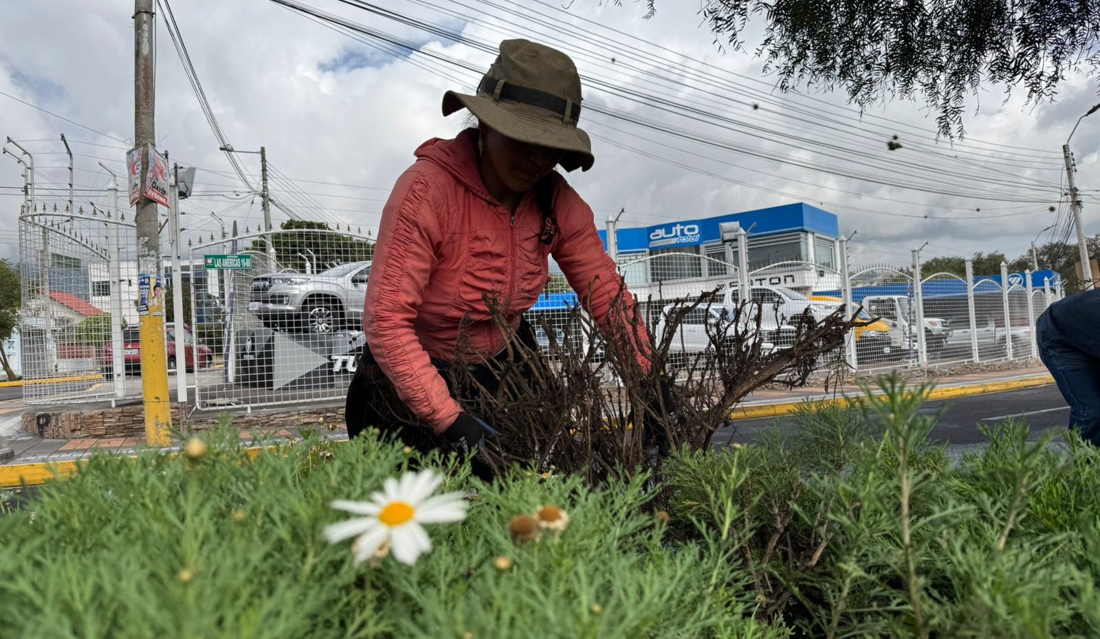 La administración municipal trabaja para fortalecer la convivencia armónica entre los ciudadanos, la urbanización y la naturaleza. Mensualmente se intervienen 126 lugares, cubriendo una extensión aproximada de 600.000 m².