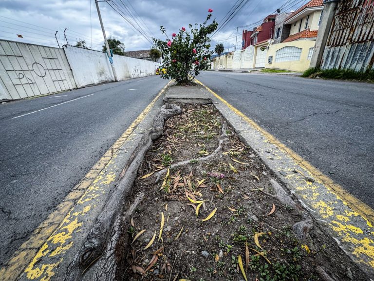DESDE EL 31 DE MARZO AMBATO FLORECE EN LA AV. PEDRO VÁSCONEZ CON MENOS CONCRETO Y MAS FLORES