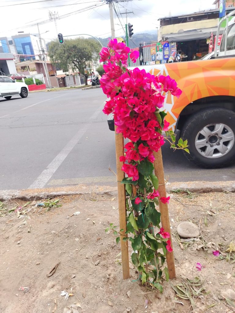 REHABILITACIÓN AMBIENTAL EN LA AV. VÍCTOR HUGO CON LA SUSTITUCIÓN DE ÁRBOLES DETERIORADOS