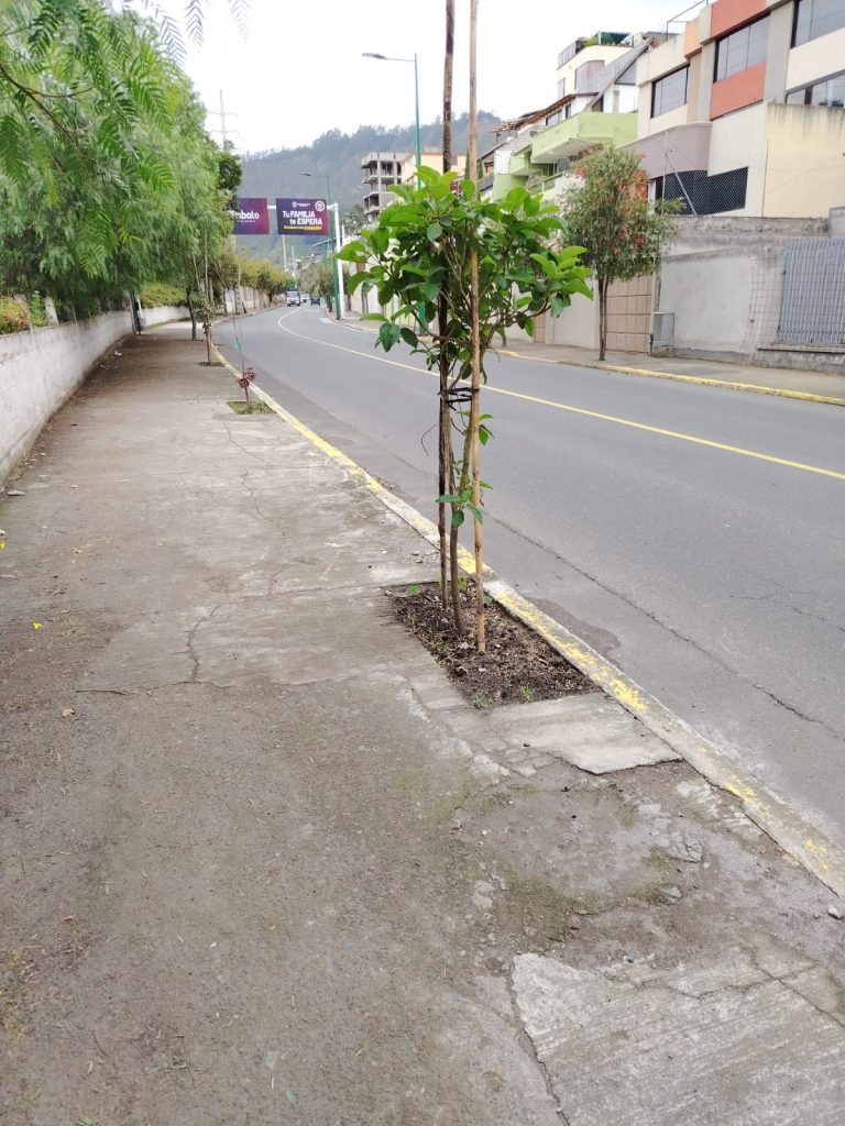 FORTALECEMOS NUESTRO ENTORNO VERDE CON LA PLANTACIÓN DE 2000 ÁRBOLES NATIVOS.