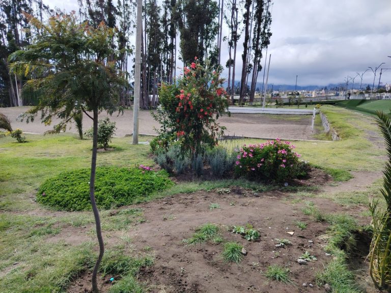 REVERDECEMOS LA CIUDAD, PARQUE TROYA RENACE CON MAS ÁRBOLES NATIVOS.
