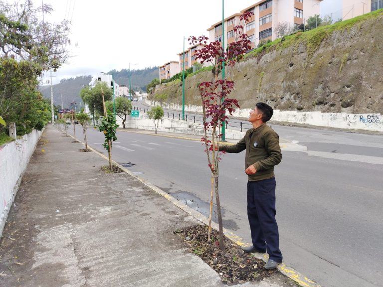 FINALIZÓ PRIMERA FASE DE ARBORIZACIÓN CON MÁS DE 3.000 ÁRBOLES PLANTADOS