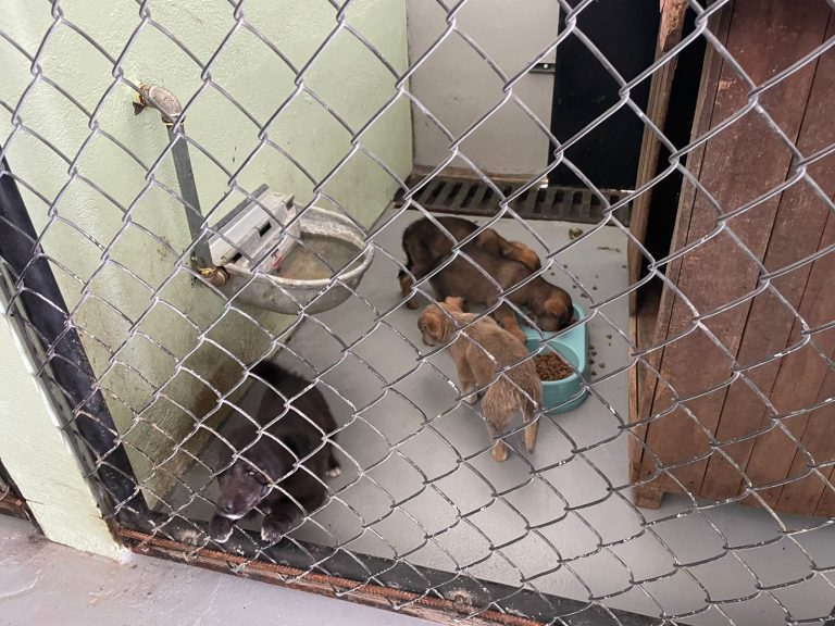 OPERATIVO MUNICIPAL RESCATA 16 ANIMALES EN EL MERCADO AMÉRICA