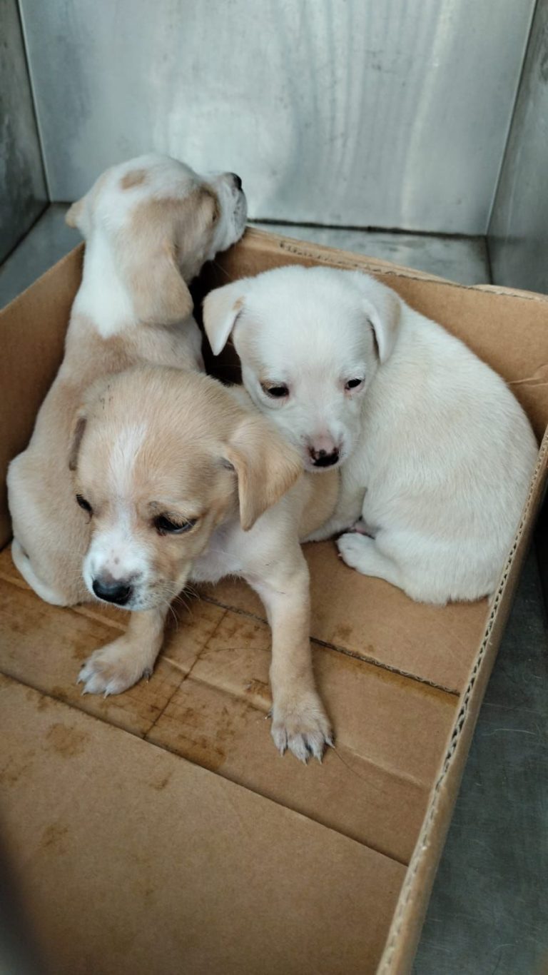 NUEVO OPERATIVO DETIENE VENTA ILEGAL DE ANIMALES EN LA AV. BOLIVARIANA