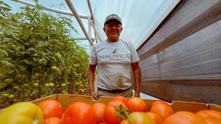 TOMATE RIÑÓN DE TUNGURAHUA CONQUISTA MERCADOS INTERNACIONALES