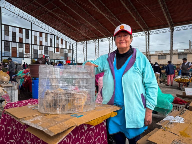 FERIA DE ANIMALES MENORES SE TRASLADA TEMPORALMENTE A SAN JUAN DE BELLAVISTA