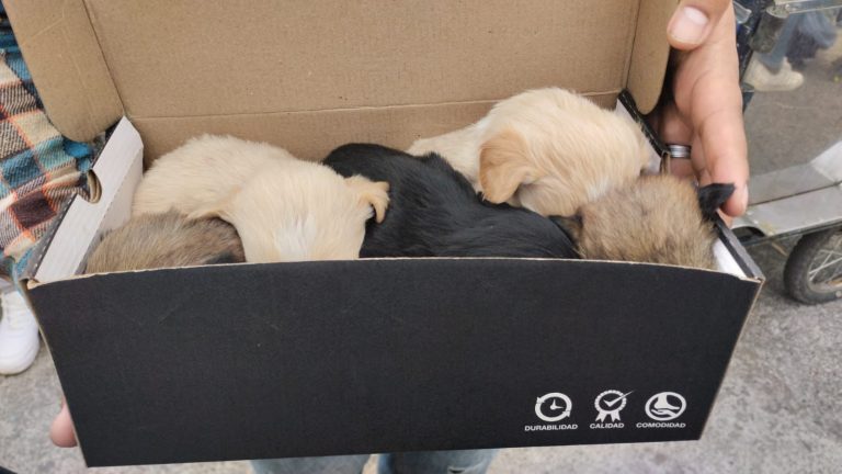 OPERATIVO INTERINSTITUCIONAL RESCATA ANIMALES Y PROMUEVE CONCIENCIA CIUDADANA