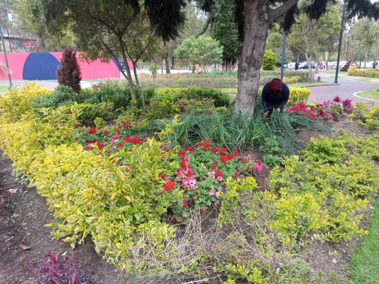 CON ARBOLES Y PLANTAS EN TODO EL CANTÓN AMBATO SE TRANSFORMA EL PAISAJE URBANO