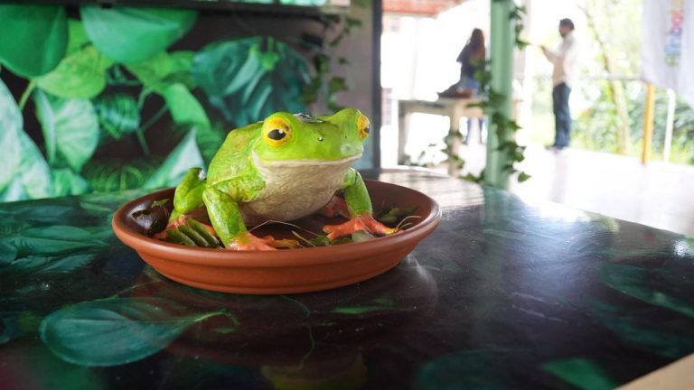 GESTIÓN AMBIENTAL FORTALECE BIENESTAR ANIMAL Y EDUCACIÓN CIUDADANA