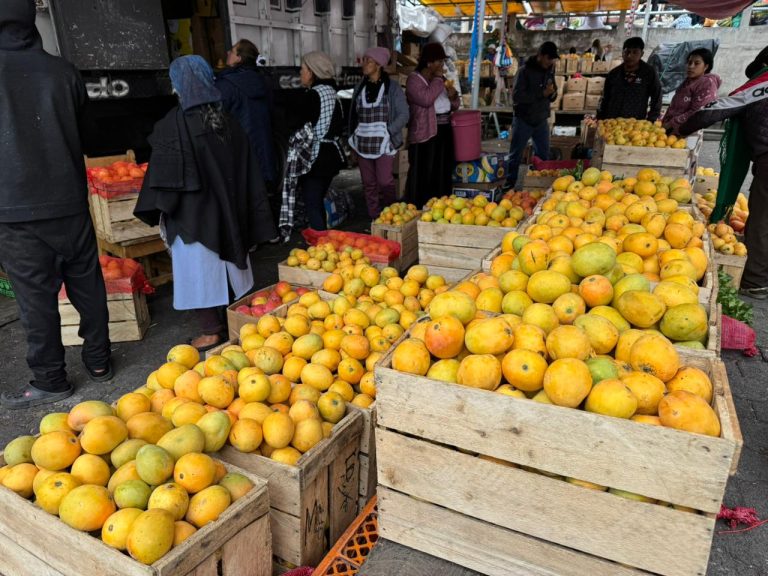 TEMPORADA DE MANGOS DINAMIZA COMERCIO Y PRODUCCIÓN NACIONAL