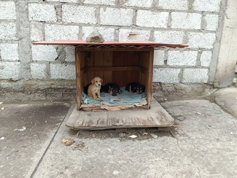 AUMENTA EL ABANDONO ANIMAL Y SE REFUERZAN OPERATIVOS MUNICIPALES