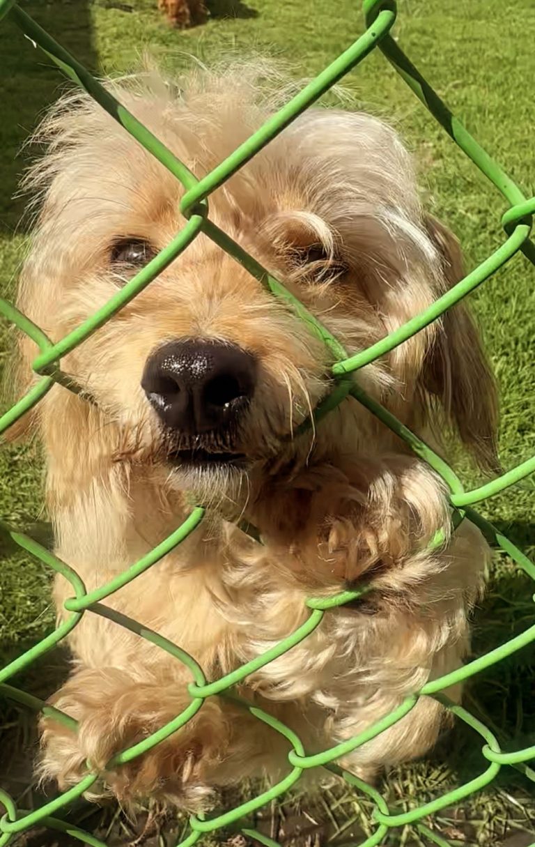 ADOPCIÓN RESPONSABLE, COMPROMISO PERMANENTE CON LA VIDA ANIMAL